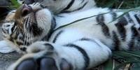 Tigres nasceram em dezembro em El Salvador