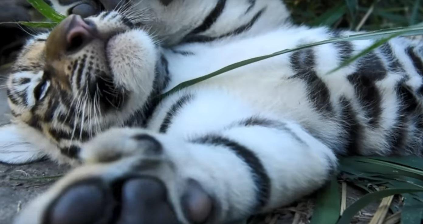 Tigres nasceram em dezembro em El Salvador