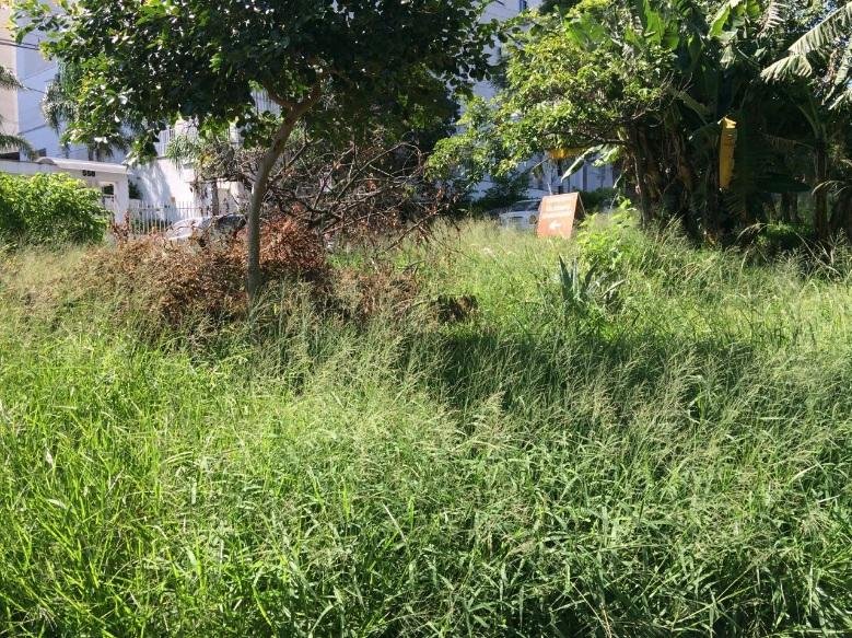 Prefeitura deve buscar contrato emergencial para retomar capina em Porto Alegre