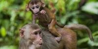 Dezesseis macacos adultos foram tratados com o gel injetáve