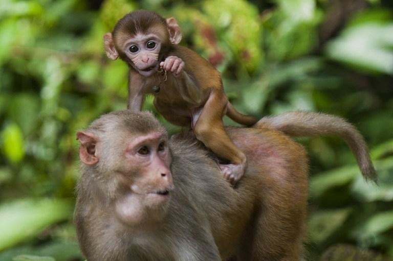 Dezesseis macacos adultos foram tratados com o gel injet&aacute;ve