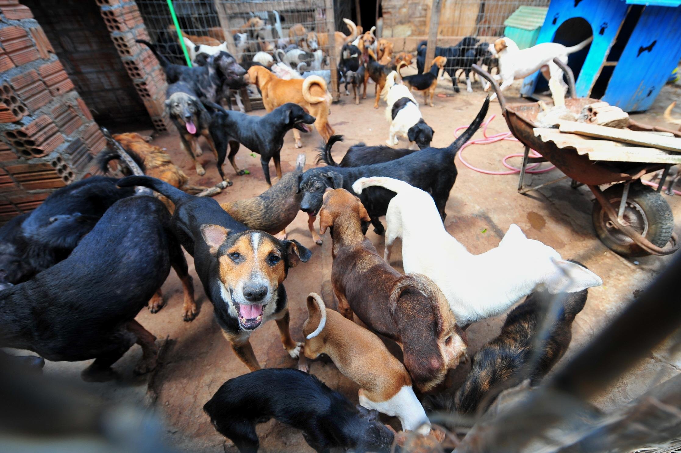 C&acirc;mara aprova projeto que pro&iacute;be exterm&iacute;nio de c&atilde;es e gatos por &oacute;rg&atilde;os p&uacute;blicos