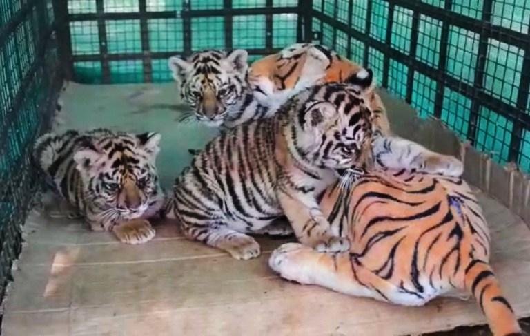 Tigres ganharam &acute;m&atilde;e de pel&uacute;cia&acute; depois de ficarem &oacute;rf&atilde;os