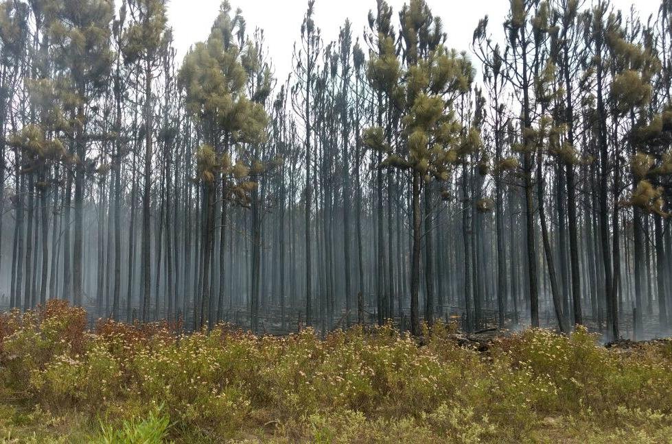Apesar de controlado, focos de fogos isolados s&atilde;o combatidos em Cidreira