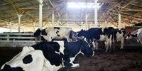 Composto Barn amplia o conforto térmico e a disponibilidade de espaço para as vacas se movimentarem dentro do galpão