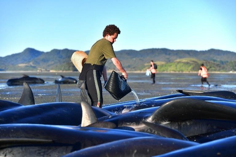 Cet&aacute;ceos podem ter se dirigido &agrave; costa por medo dos tubar&otilde;es