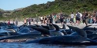 Mais de 650 baleias ficam encalhadas em praia da Nova Zelândia