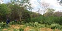 Polícia Federal destrói 48 mil pés de maconha no sertão pernambucano