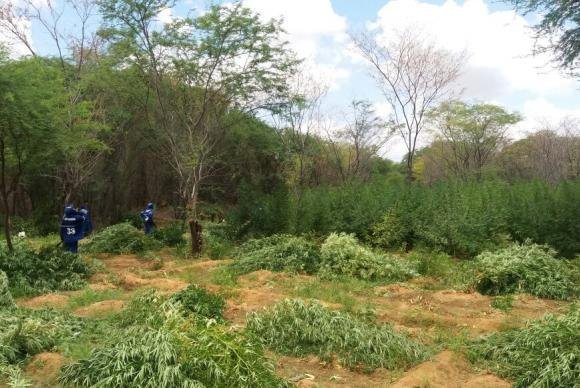 Pol&iacute;cia Federal destr&oacute;i 48 mil p&eacute;s de maconha no sert&atilde;o pernambucano