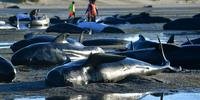 Risco de explosão das baleias encalhadas na Nova Zelândia