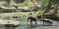 Elefantes estão entre os animais que mais sofreram com o aquecimento global