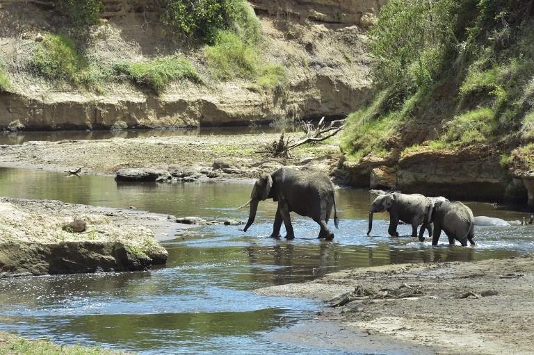 Elefantes est&atilde;o entre os animais que mais sofreram com o aquecimento global