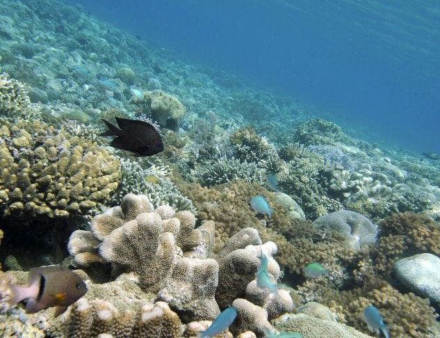 Oceanos correm risco com a diminui&ccedil;&atilde;o de 2% do oxig&ecirc;nio