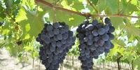 Fabricação de suco de uva integral cresce mais de 100% no Brasil
