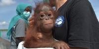 Bebê orangotango é salvo de se tornar animal de estimação