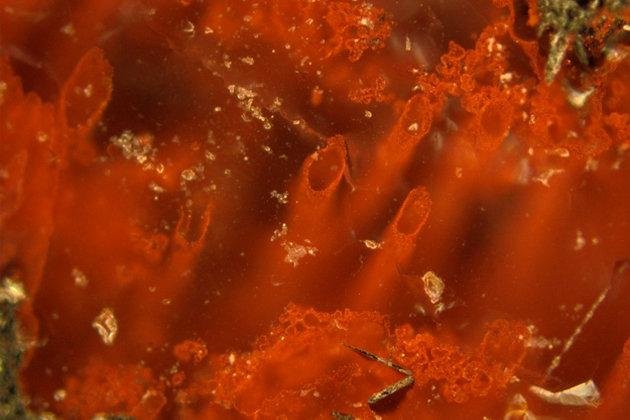 Vida primitiva de quase 4 bilh&otilde;es de anos foi encontrada no Canad&aacute;, em localidades de fontes termais