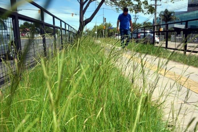 Servi&ccedil;o de capina deve ser retomado em at&eacute; dez dias em Porto Alegre