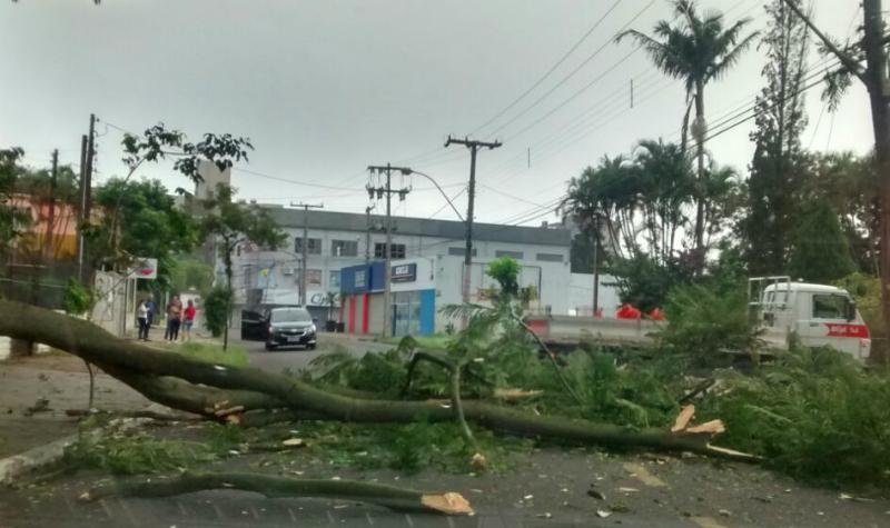 Queda de &aacute;rvore bloqueia tr&acirc;nsito em Sapucaia do Sul