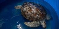 Tartaruga tailandesa que ingeriu 915 moedas volta a nadar