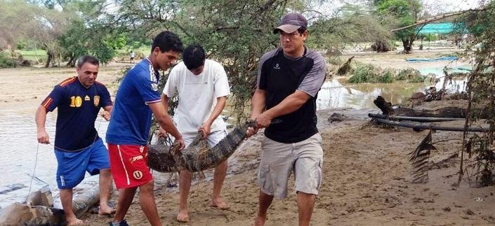 Jacar&eacute;s e crocodilos fogem de zool&oacute;gico por chuvas no Peru