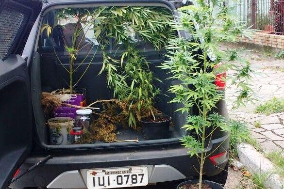 Plantas apreendidas alcan&ccedil;avam 1,80 metro de altura