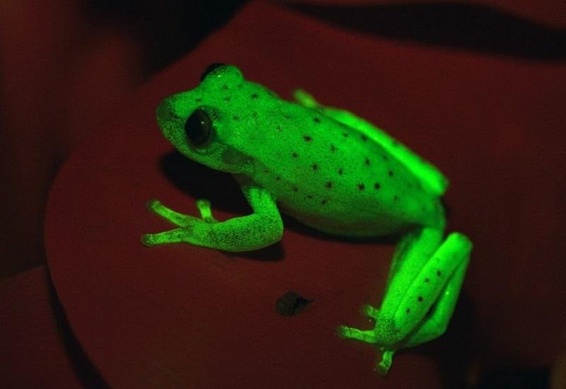 Pesquisadores descobrem fluoresc&ecirc;ncia em r&atilde;