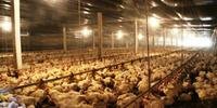 Coreia do Sul volta atrás e retoma compra de frango do Brasil