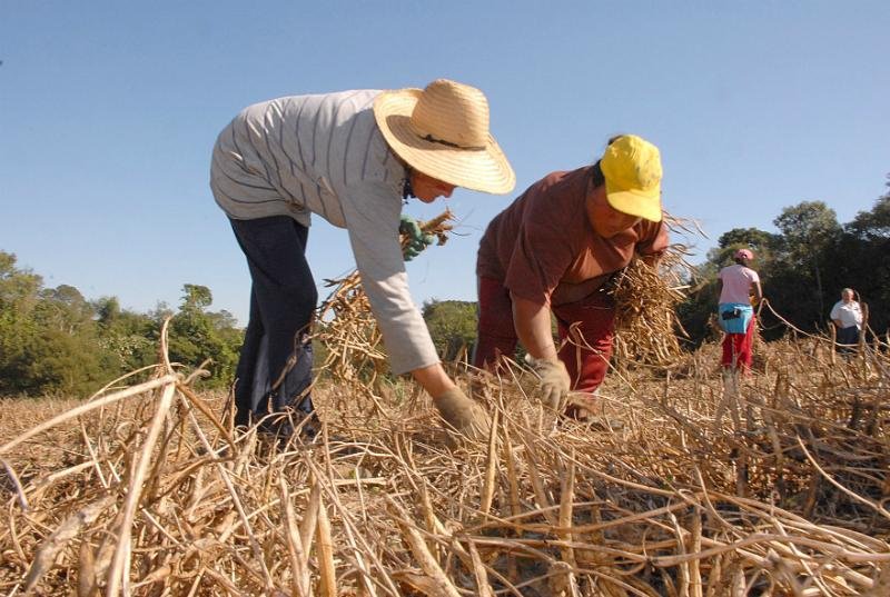 Segundo dados do Censo 2010, as mulheres rurais contribuem com 42,4% do rendimento familiar