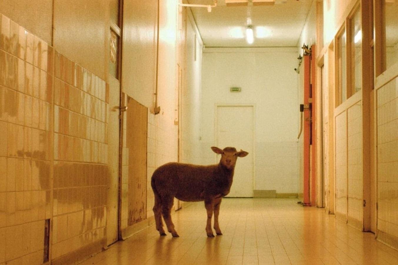 "Carne e Sangue", da Fran&ccedil;a, foi o vencedor na categoria de melhor longa-metragem