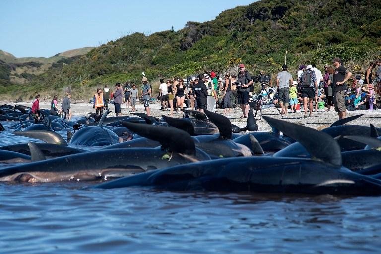 Frota ca&ccedil;a animais com "objetivos cient&iacute;ficos"
