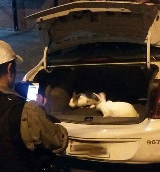 Dois coelhos foram apreendidos com uma dupla durante as buscas
