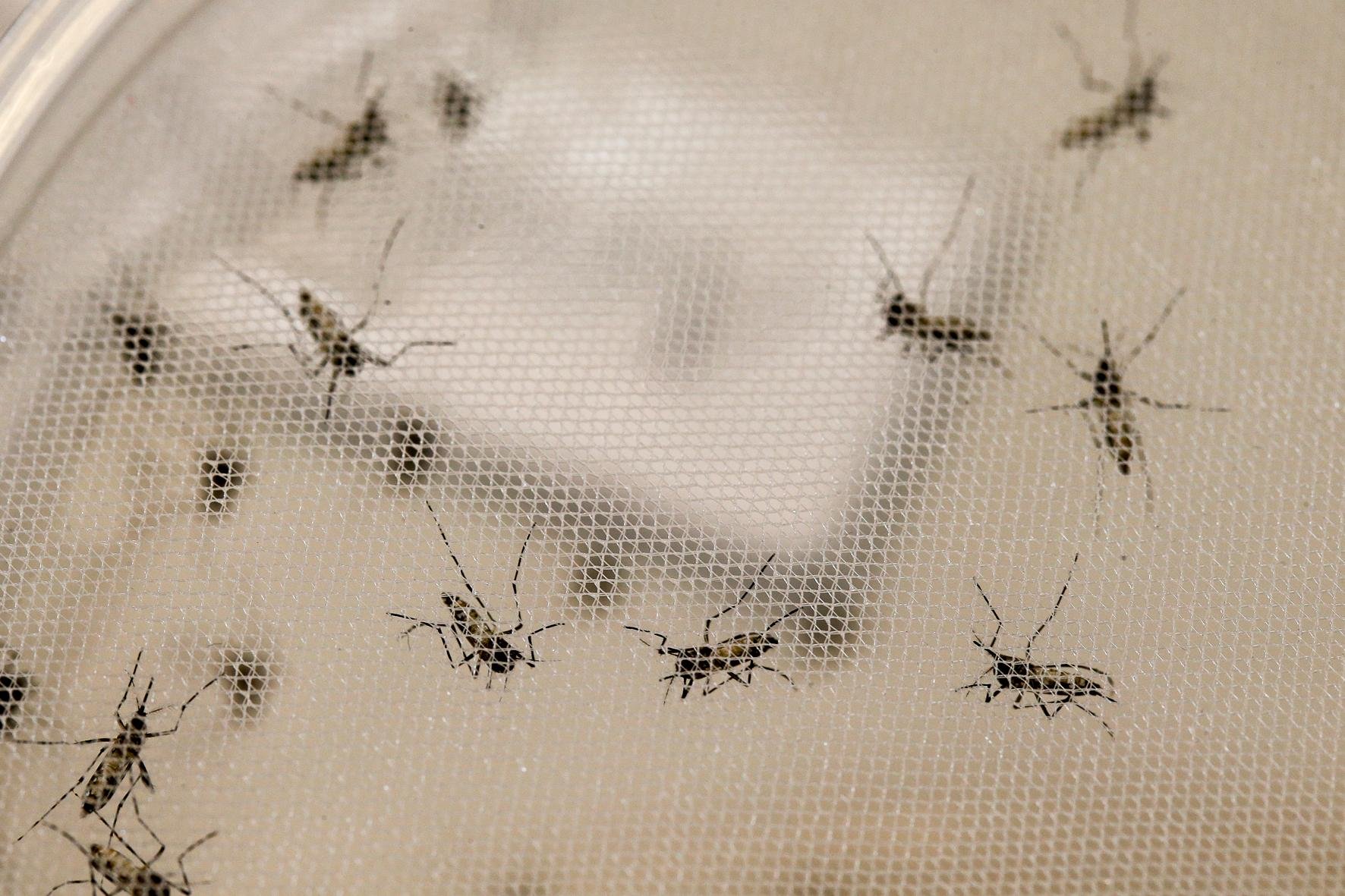 Risco de contrair febre amarela pode ser menor para quem j&aacute; teve dengue