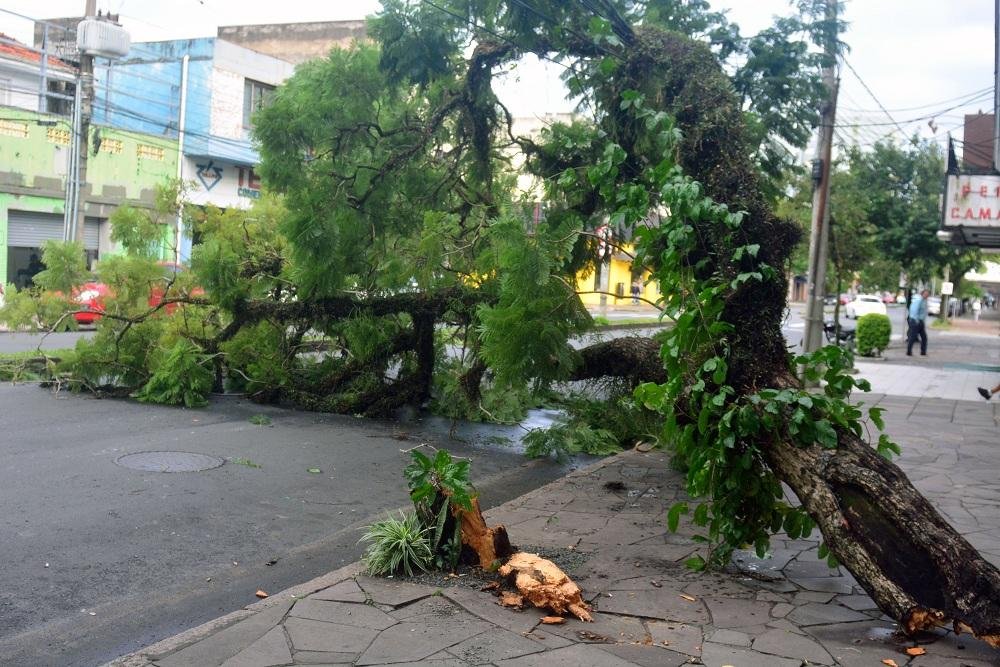 Uma &aacute;rvore caiu no trecho do avenida Bahia em Porto Alegre 
