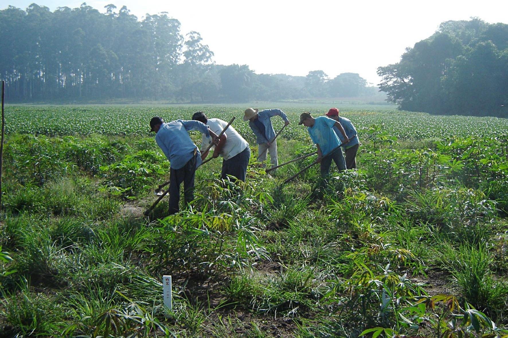 Projeto sugere remunera&ccedil;&atilde;o de qualquer esp&eacute;cie para trabalhador rural