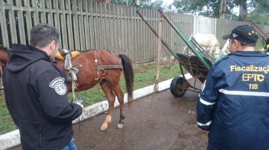 Pol&iacute;cia Civil e EPTC fazem opera&ccedil;&atilde;o contra maus tratos a animais em Porto Alegre