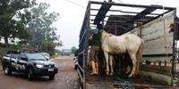Quatro cavalos foram apreendidos na Operação Sangue Puro em Porto Alegre