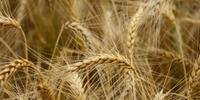 Rio Grande do Sul estuda alternativas para melhorar a qualidade do trigo