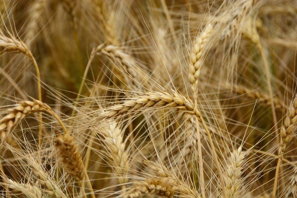 Rio Grande do Sul estuda alternativas para melhorar a qualidade do trigo