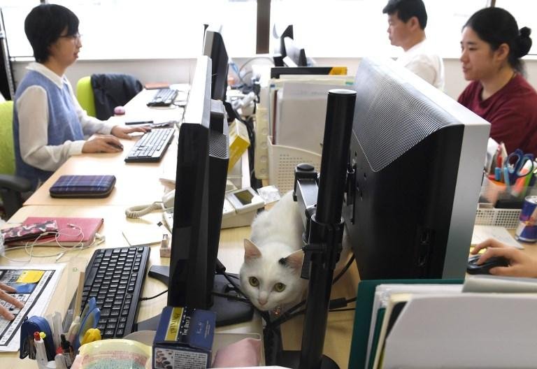 Companhia de inform&aacute;tica tamb&eacute;m oferece 40 euros por m&ecirc;s para quem salvar um gato