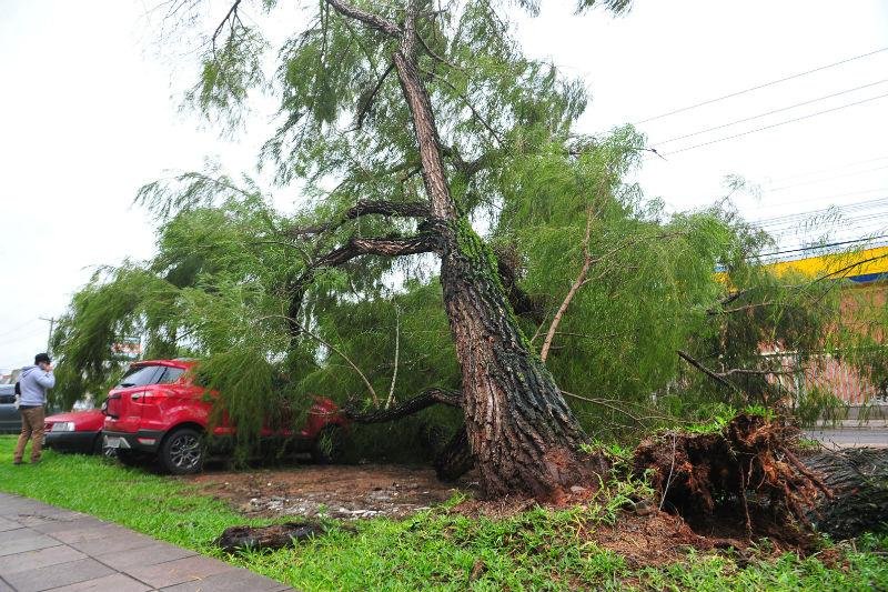 &Aacute;rvore cai e danifica dois carros em Porto Alegre 