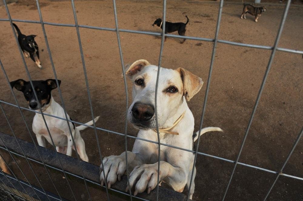 Lei que determina controle populacional de c&atilde;es e gatos entra em vigor no Brasil