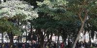 Usuários de drogas se concentram na Praça Princesa Isabel, após ações de desocupação da Cracolândia 