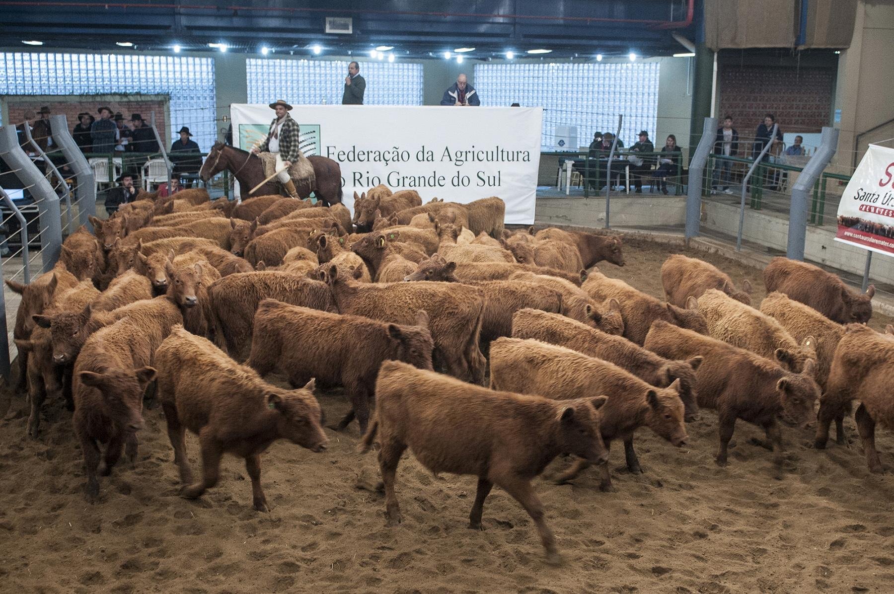 Ocorrida durante a Expoleite, Feira de Terneiros, Terneiras e Vaquilhonas foi um dos pontos altos da esta&ccedil;&atilde;o