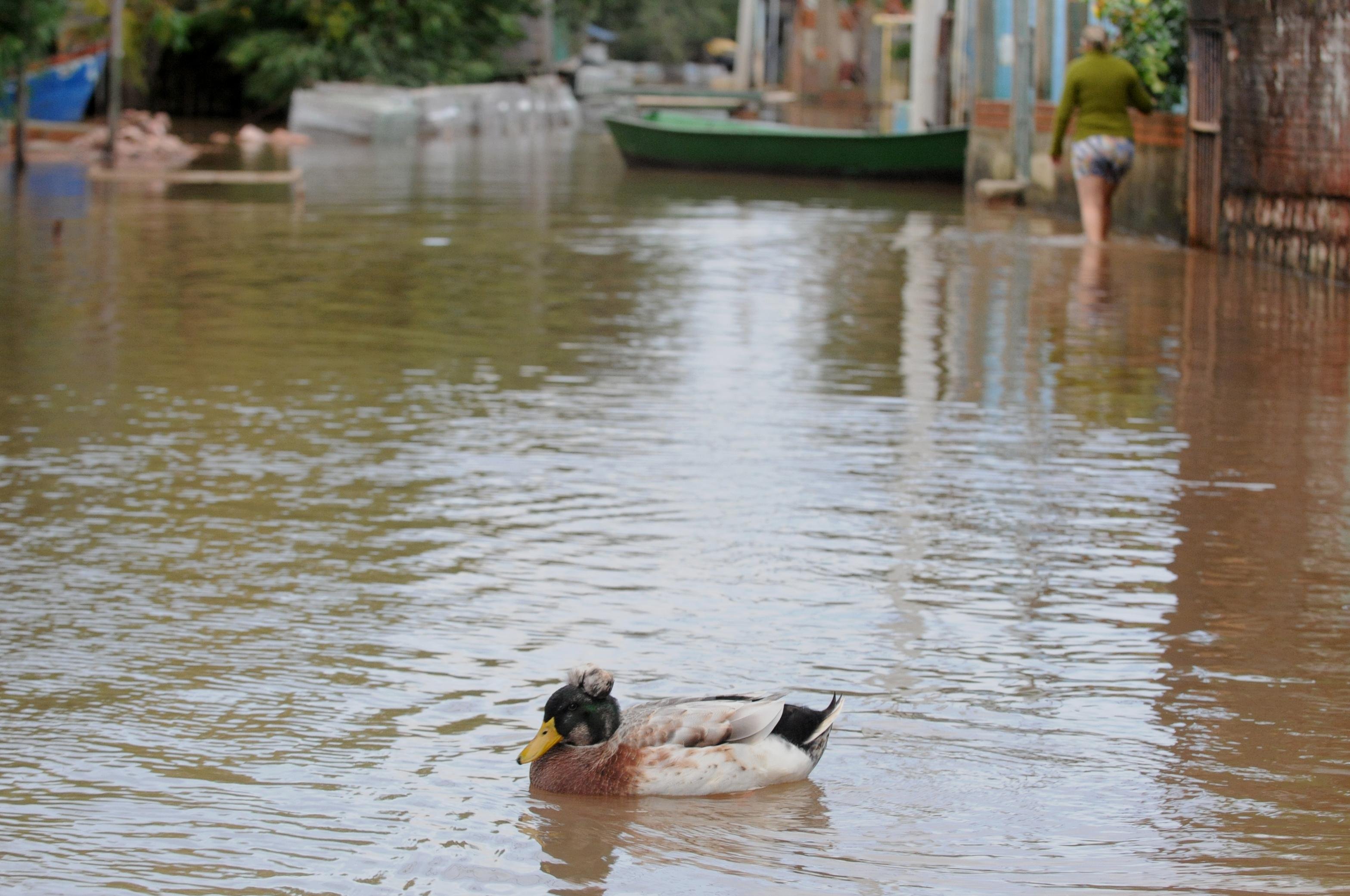 Durante alagamentos, patos nadam pelas ruas na regi&atilde;o das Ilhas 