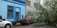 Árvore atingiu a traseira de um carro na rua Duque de Caxias