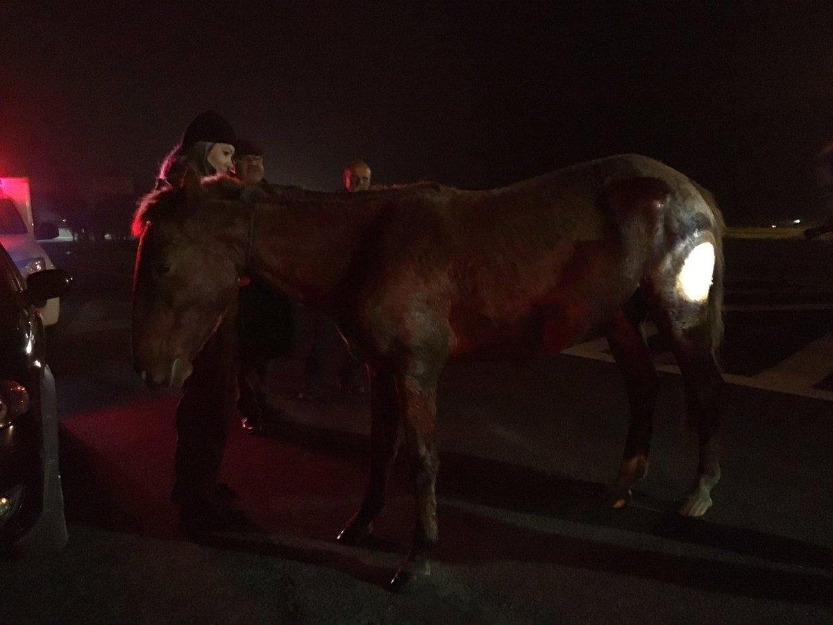 Motociclista atingiu um cavalo, caiu e foi atropelada por outros ve&iacute;culos
