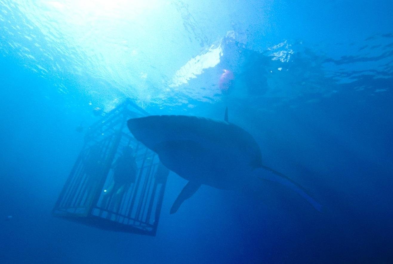 "47 Meters Down" chega &agrave;s salas norte-americanas nesta sexta