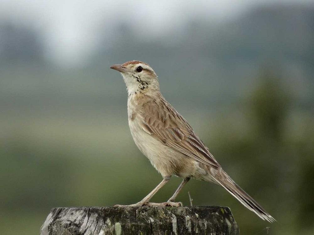 Cochicho &eacute; das aves mais t&iacute;picas do Pampa, no Brasil, Argentina e Uruguai