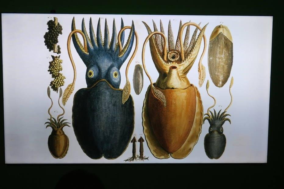 Exposi&ccedil;&atilde;o imerge no universo do autor franc&ecirc;s Julio Verne