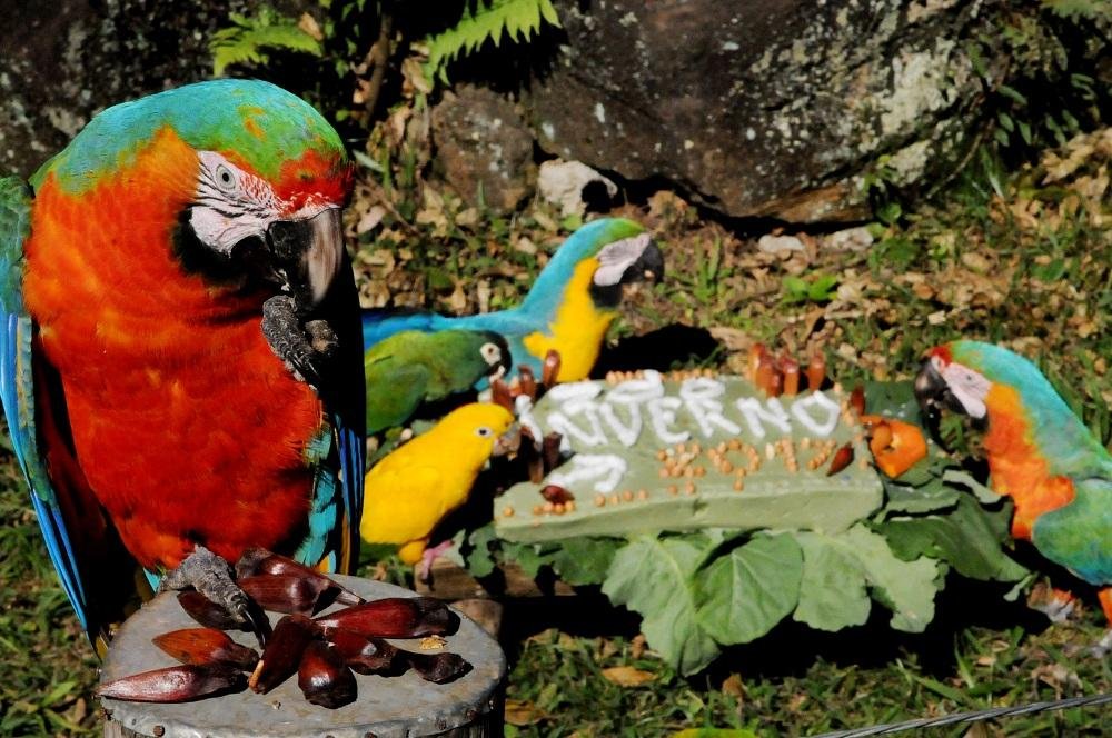 Com alto valor energ&eacute;tico, o pinh&atilde;o complementa a dieta dos animais do zool&oacute;gico 